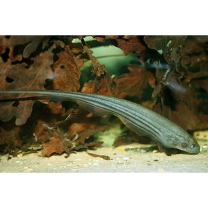 НОЖЕТЕЛКА ЗЕЛЕНОВАТАЯ - ЭНГИМАНИЯ