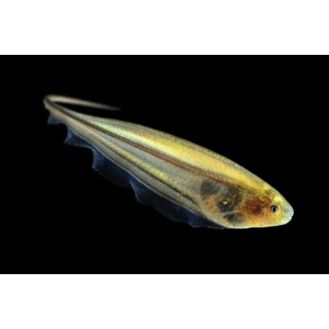 НОЖЕТЕЛКА ЗЕЛЕНОВАТАЯ - ЭНГИМАНИЯ