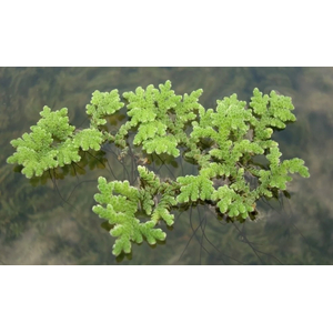 АЗОЛЛУ КАРОЛИНСКАЯ - Azolla caroliniana