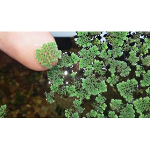 АЗОЛЛУ КАРОЛИНСКАЯ - Azolla caroliniana