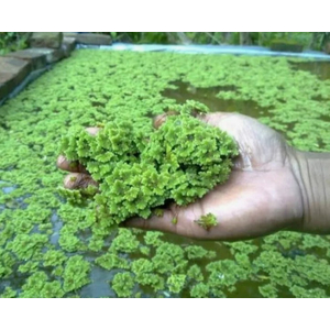 АЗОЛЛУ КАРОЛИНСКАЯ - Azolla caroliniana