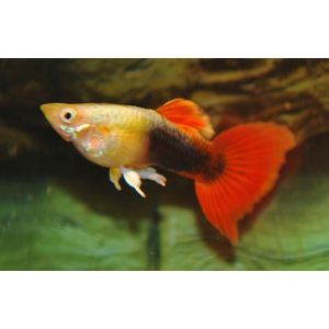 ГУППИ ШОТБОДИ КОИ - Guppy shoot body Koi Silverado