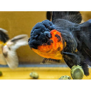 ОРАНДА КРАСНО-ЧЕРНАЯ,БЕЛО-ЧЕРНАЯ10-12см ЭКСТЕРЬЕРНЫЙ ВИД, ИМПОРТ