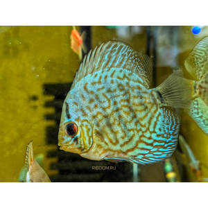 ДИСКУС АССОРТИ (ПИДЖЕН, КОБАЛЬТ, ТУРКИС) 7смДИСКУС АССОРТИ (ПИДЖЕН, КОБАЛЬТ, ТУРКИС) 7см