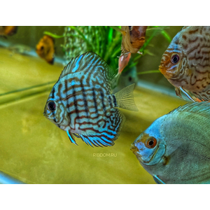 ДИСКУС АССОРТИ (ПИДЖЕН, КОБАЛЬТ, ТУРКИС) 7см