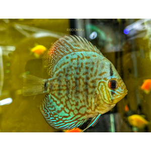 ДИСКУС АССОРТИ (ПИДЖЕН, КОБАЛЬТ, ТУРКИС) 7см