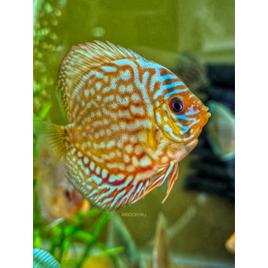 ДИСКУС АССОРТИ (ПИДЖЕН, КОБАЛЬТ, ТУРКИС) 7см