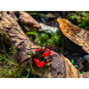 КРАБ ВАМПИР КРАСНЫЙ ДЬЯВОЛ - Geosesarma vampir