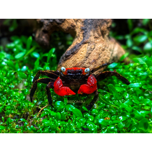 КРАБ ВАМПИР КРАСНЫЙ ДЬЯВОЛ - Geosesarma vampir