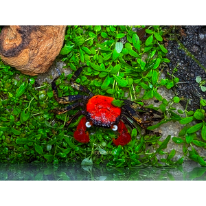 КРАБ ВАМПИР КРАСНЫЙ ДЬЯВОЛ - Geosesarma vampir