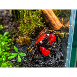 КРАБ ВАМПИР КРАСНЫЙ ДЬЯВОЛ - Geosesarma vampir