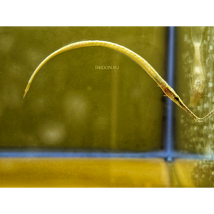 РЫБА ИГЛА ДОРИХТИС Doryichthys martensii