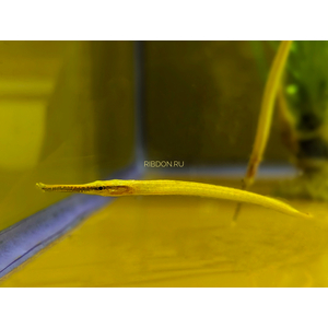 РЫБА ИГЛА ДОРИХТИС Doryichthys martensii