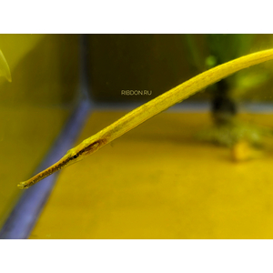 РЫБА ИГЛА ДОРИХТИС Doryichthys martensii