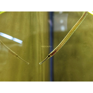 РЫБА ИГЛА ДОРИХТИС Doryichthys martensii