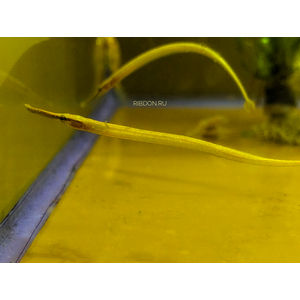 РЫБА ИГЛА ДОРИХТИС Doryichthys martensii