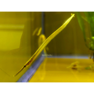 РЫБА ИГЛА ДОРИХТИС Doryichthys martensii