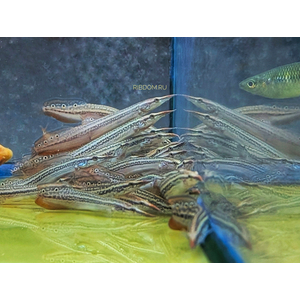 Макрогнатус чернолинейный (Macrognathus aral) — рыба, которая обитает в водоёмах со слабым течением, предпочитает места с зарослями водных растений и мягким грунтом.