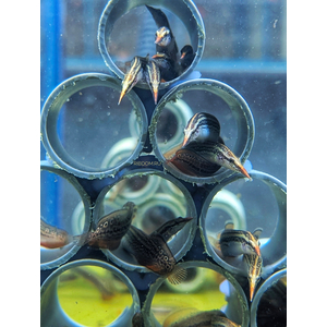 Макрогнатус чернолинейный (Macrognathus aral) — рыба, которая обитает в водоёмах со слабым течением, предпочитает места с зарослями водных растений и мягким грунтом.