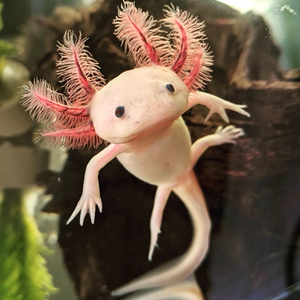 Белый аксолотль — это искусственная форма неотенической личинки мексиканской амбистомы. В природе аксолотли обычно имеют тёмно-коричневый или чёрный окрас, но в неволе благодаря селекции выведены особи с разнообразной цветовой гаммой, включая белые.