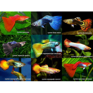 ГУППИ АССОРТИ МОСКВА (самец/самка)