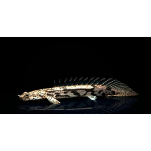Polypterus endlicheri — пресноводная лучепёрая рыба из семейства Многоперовые. Второе название — тигровый полиптерус — за характерные тёмные полосы поперёк тела.