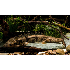 Polypterus endlicheri — пресноводная лучепёрая рыба из семейства Многоперовые. Второе название — тигровый полиптерус — за характерные тёмные полосы поперёк тела.