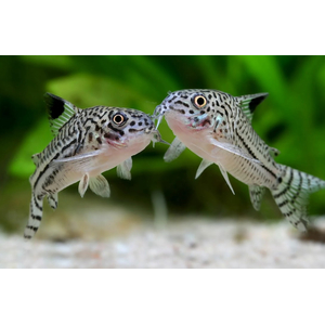 Коридорас Джули (Corydoras julii) — пресноводная лучепёрая рыбка из семейства Каллихтовые (Панцирные) сомы. Иногда встречается под названием леопардовый коридорас или Юлии.