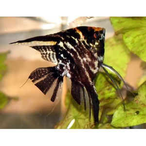 Скалярия чёрная кои — селекционная форма обыкновенной скалярии (Pterophyllum scalare). Характеризуется насыщенной чёрной окраской тела.