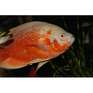 АСТРОНОТУС КРАСНЫЙ АЛЬБИНОС - Astronotus ocellatus 4-5см