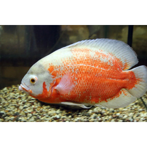 АСТРОНОТУС КРАСНЫЙ АЛЬБИНОС - Astronotus ocellatus 4-5см