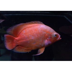 АСТРОНОТУС КРАСНЫЙ АЛЬБИНОС - Astronotus ocellatus 4-5см