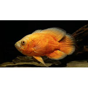 АСТРОНОТУС КРАСНЫЙ АЛЬБИНОС - Astronotus ocellatus 4-5см