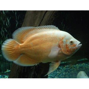 АСТРОНОТУС КРАСНЫЙ АЛЬБИНОС - Astronotus ocellatus 4-5см