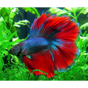 ПЕТУШОК ДВУХВОСТЫЙ - Betta Double Tail