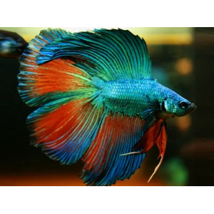 ПЕТУШОК ДВУХВОСТЫЙ - Betta Double Tail