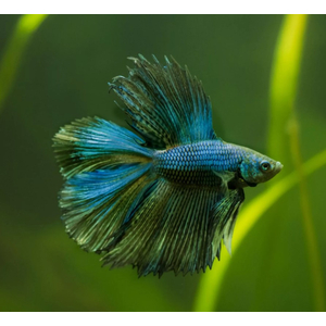 ПЕТУШОК ДВУХВОСТЫЙ - Betta Double Tail