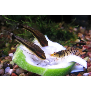 ОТОЦИНКЛУС - Otocinclus affinis