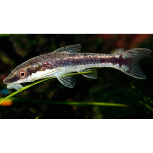 ОТОЦИНКЛУС - Otocinclus affinis