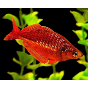 Глоссолепис красный (Glossolepis incisus) — пресноводная лучепёрая рыбка из семейства Радужницы. Имеет исторические названия: атерина красная, новогвинейская радужница, радужник гребенчатый и др.