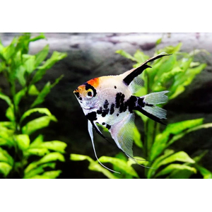 Скалярия кои - Pterophyllum scalare Koi