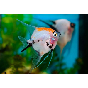 Скалярия кои - Pterophyllum scalare Koi