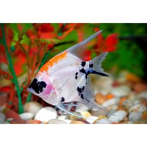 Скалярия кои - Pterophyllum scalare Koi