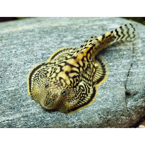 СЕВЕЛИЯ РАЗЛИНОВАННАЯ - Sewellia lineolata