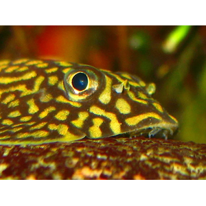 СЕВЕЛИЯ РАЗЛИНОВАННАЯ - Sewellia lineolata