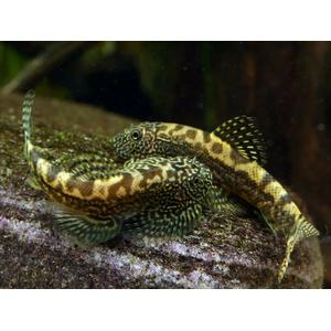 СЕВЕЛИЯ РАЗЛИНОВАННАЯ - Sewellia lineolata