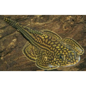 СЕВЕЛИЯ РАЗЛИНОВАННАЯ - Sewellia lineolata