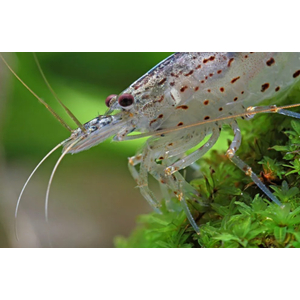 КРЕВЕТКА АМАНО - Caridina multidentata 2-2,5см