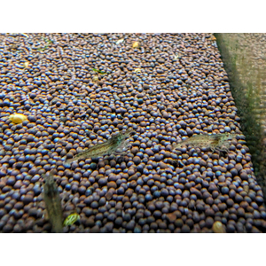 КРЕВЕТКА АМАНО - Caridina multidentata 2-2,5см