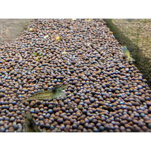 КРЕВЕТКА АМАНО - Caridina multidentata 2-2,5см